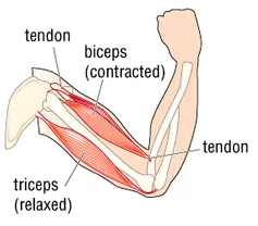 Biceps Contracted