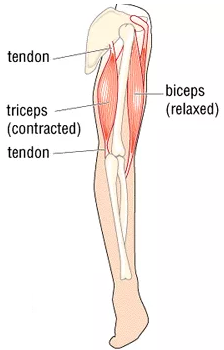 Triceps Contracted